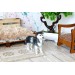 Miniature dog Siberian husky dollhouse pet animal