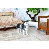 Miniature dog Siberian husky dollhouse pet animal