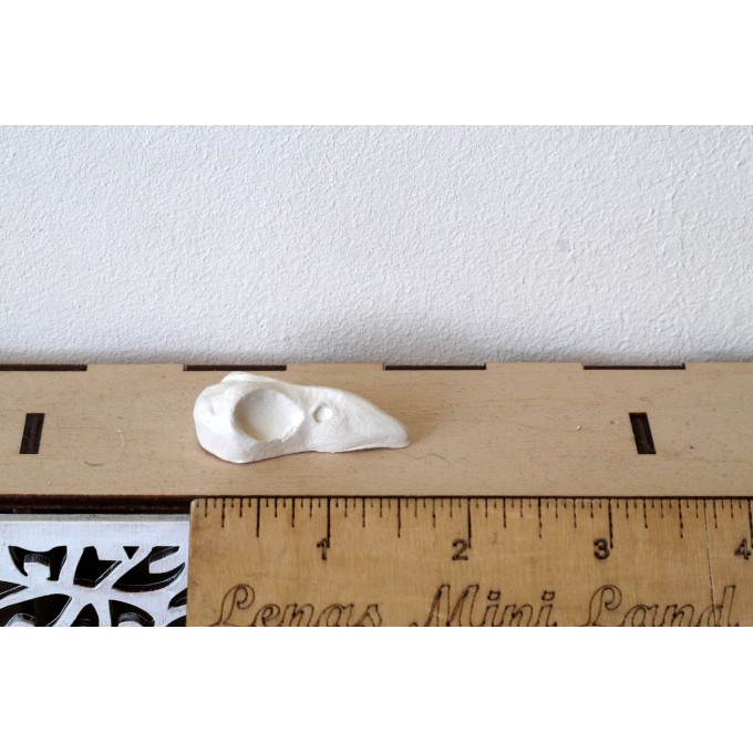 Miniature bird skull, raven crow blackbird gothic decor
