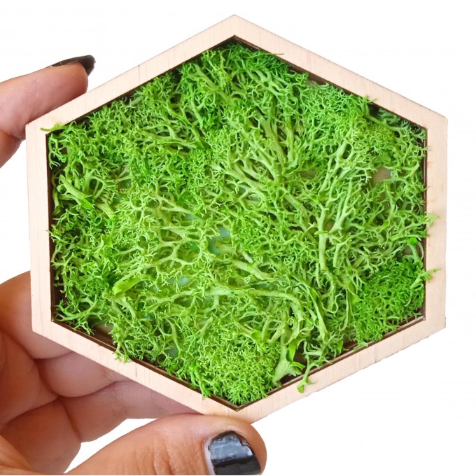 Miniature hexagon moss wall art framed dollhouse interior 