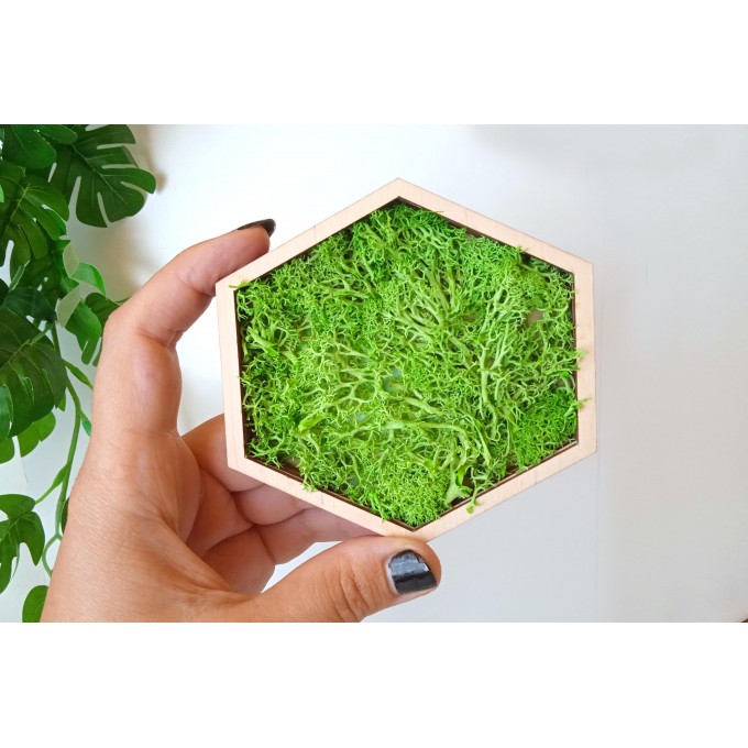 Miniature hexagon moss wall art framed dollhouse interior 